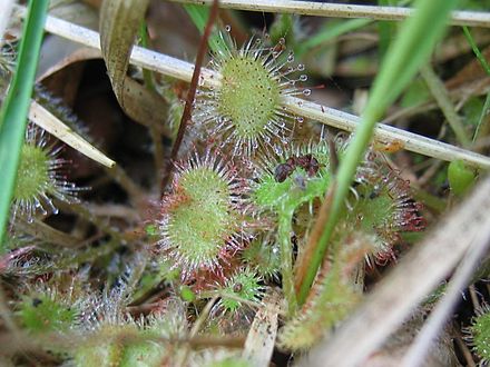 Naturschutzgebiet Teufelsmoor Bei Horst Wikiwand