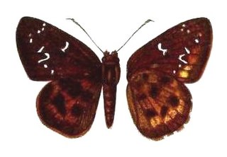 <i>Sarangesa lunula</i> Species of butterfly