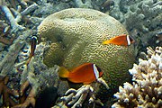 Dusky anemonefish Amphiprion melanopus (7663521478).jpg