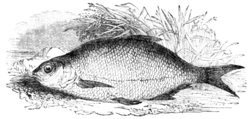 Fig. 25.—The Bream or Carp Bream.