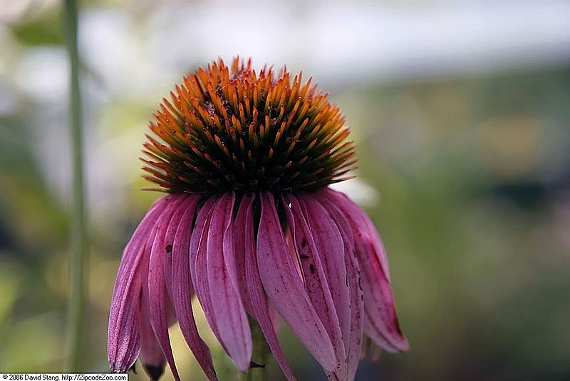 File:Echinacea purpurea Doubledecker 1zz.jpg