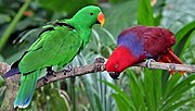 Dois papagaios, um verde com bico laranja e amarelo, um vermelho com nuca azul