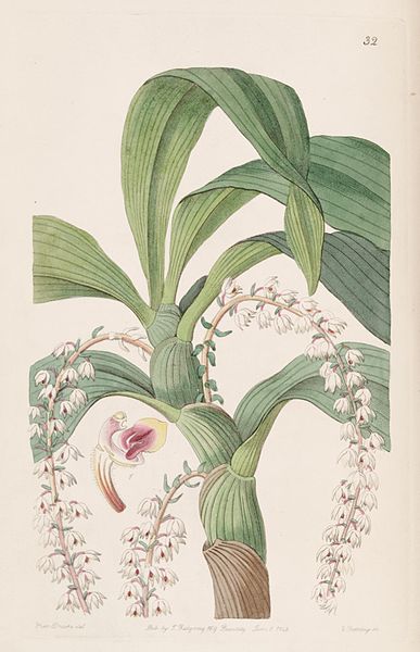 File:Edwards's botanical register (Plate 32) (8412240958).jpg