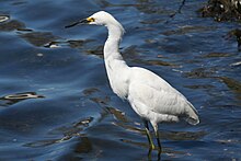 Snowy egret, widespread near water. Greatwhiteegret03192006.JPG