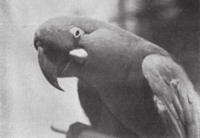 Specimen photographed in the Buenos Aires Zoo, 1936. Ejemplar de Anodorhynchus glaucus en cautiveiro en el Zoologico de Buenos Aires.png