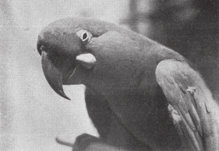 web svejsning Villain Glaucous macaw - Wikiwand
