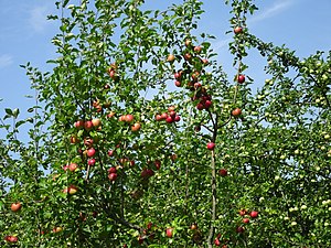 Ekebyhovs äppelträd, augusti 2018d.jpg