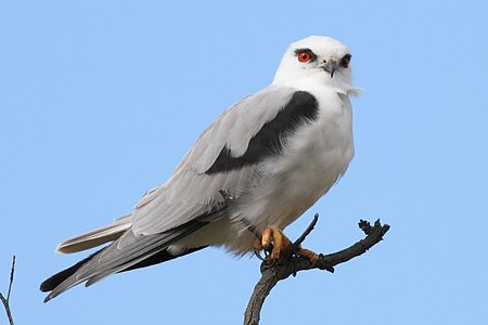 Elanus axillaris -Royal Botanic Gardens, Cranbourne, Melbourne, Victoria, Australia-8.jpg