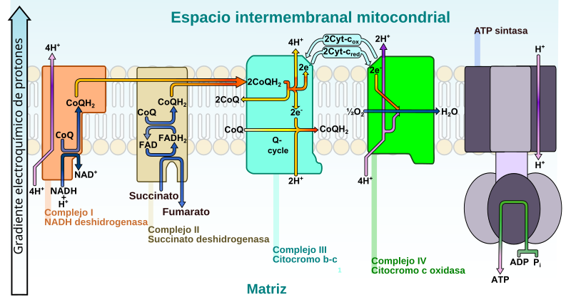 File:Electron transport chain-es.svg