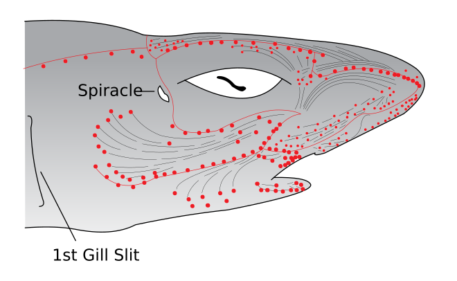 The electroreceptive ampullae of Lorenzini (red dots) evolved from the mechanosensory lateral line organs (gray lines) of early vertebrates. They are seen here in the head of a shark. Electroreceptors in a sharks head.svg