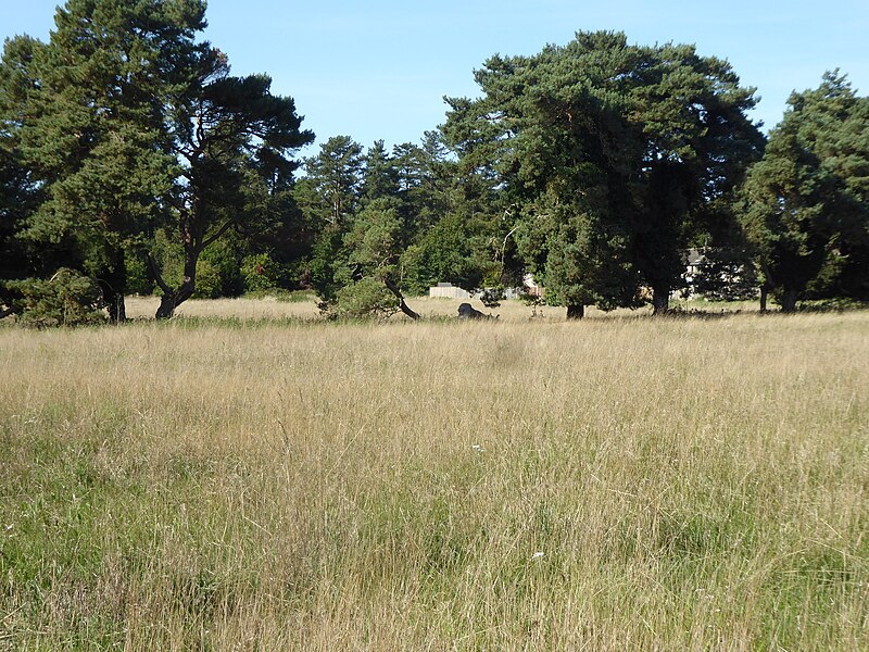 File:Elm Road Field, Thetford 6.jpg