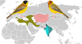 Phạm vi sinh sản và trú đông của E. melanocephala (Đông Nam Âu/Ấn Độ) và E. bruniceps (Trung Á/Ấn Độ).