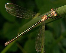 L. dryas female Emerald spreadwing 2.jpg