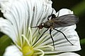 female Empis pennipes