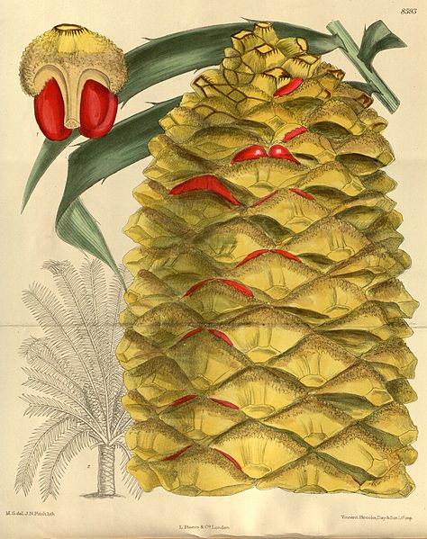 File:Encephalartos hildebrandtii 141-8593.jpg