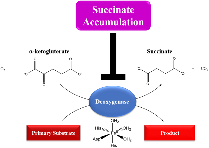 File:Enzymatic inhibition by succinate.png