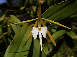 Epidendrum nocturnum (flower).jpg
