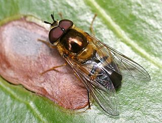 <i>Epistrophe eligans</i> Species of fly