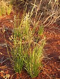 Thumbnail for Eragrostis setifolia