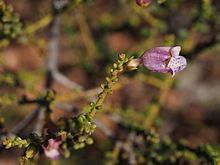 Eremophila parvifolia (çiçek detay) 03.jpg