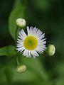 Erigeron annuus