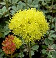 Eriogonum umbellatum var. humistratum