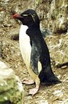 Southern rockhopper penguin Eudyptes chrysocome
