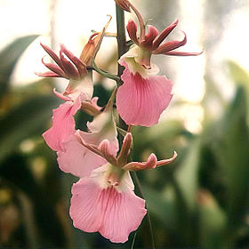 Eulophia guineensis