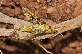 <i>Eupanacra variolosa</i> Species of moth