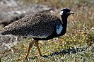 Southern black korhaan