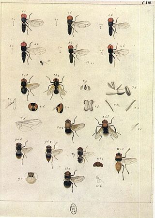 <i>Chalarus spurius</i> Species of fly