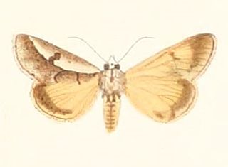 <i>Euscirrhopterus</i> Genus of moths