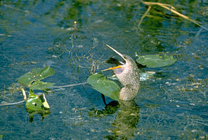 Everglades National Park EVER1544.jpg