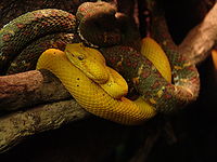 Bothriechis schlegelii at Wilmington Serpentarium.