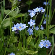 Myosotis scorpioides (True Forget-me-not)