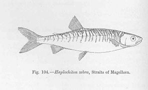 Aplochiton zebra