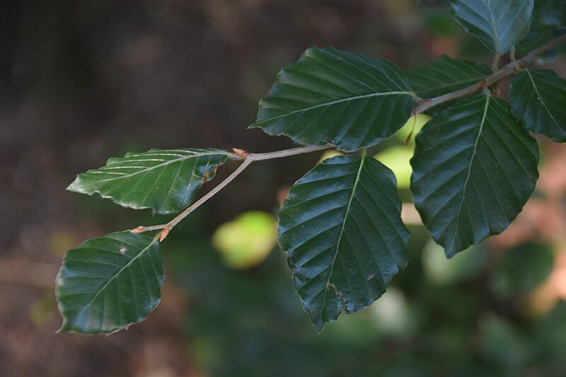 File:Fagus sylvatica in Jardin botanique de la Charme 02.jpg