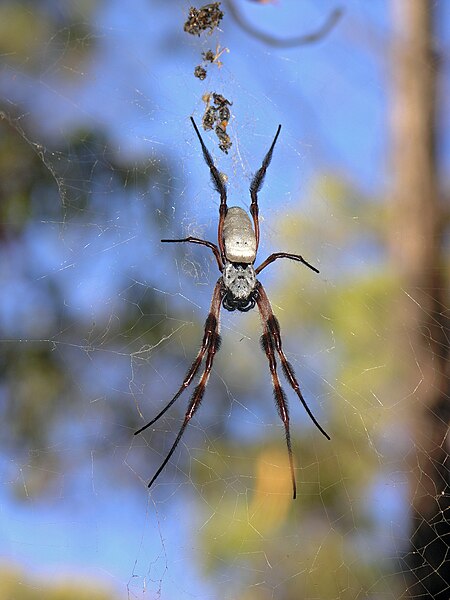 File:Female Nephila Edulis SeanMcClean 2007.jpg