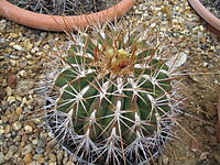 Ferocactus alamosanus.jpg