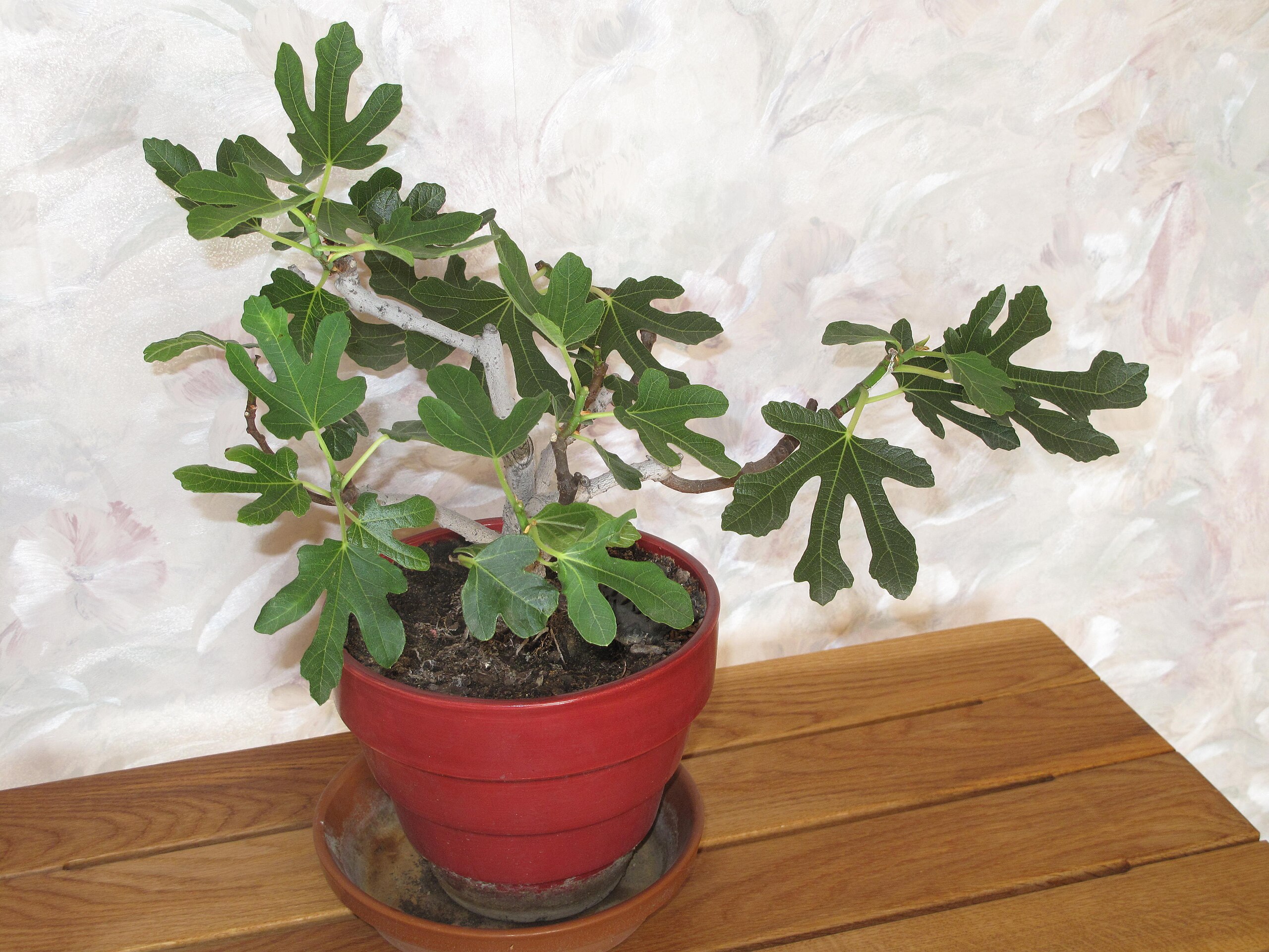 File:Ficus carica bonsai A D120701.jpg - Wikipedia