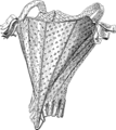 Fig. 29. — Corset avec épaulettes (Musée de Cluny).