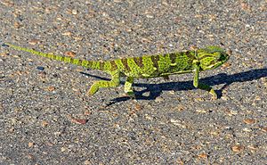 Flap-neck Chameleon (Chamaeleo dilepis) (11567042266).jpg