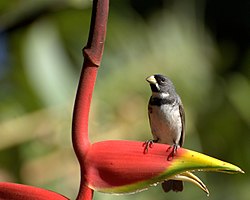 Flickr - Dario Sanches - COLEIRINHO (Sporophila caerulescens) (5).jpg