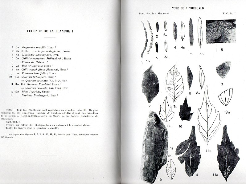 File:Flore des grès oligocènes de Spechbach-le-Bas Planche I d'après Nicolas Théobald.jpg