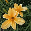 * Nomination Hemerocallis lilioasphodelus L., Yellow Daylily --Ktkvtsh 17:46, 8 September 2023 (UTC) * Decline  Oppose Nice flowers, but below 2 megapixels. Sorry --Robert Flogaus-Faust 23:08, 8 September 2023 (UTC) I have increased the megapixels --Ktkvtsh 06:43, 9 September 2023 (UTC)  Oppose Alright, this might be almost acceptable at ca. 4 megapixels, but even then there are some minor JPEG artifacts. Was the photo upscaled or did you previously downscale it? And why are the EXIF data missing? In addition, there are the following problems: overcategorization, too inaccurate categorization, very inaccurate description, lack of ID (except for the nomination, but this plant looks really atypical for Hemerocallis lilioasphodelus as it is found on the web.) Sorry. --Robert Flogaus-Faust 08:17, 9 September 2023 (UTC)