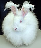 Fluffy white bunny rabbit.jpg