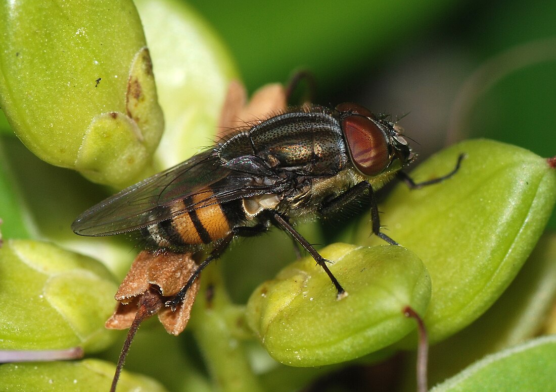 Stomorhina