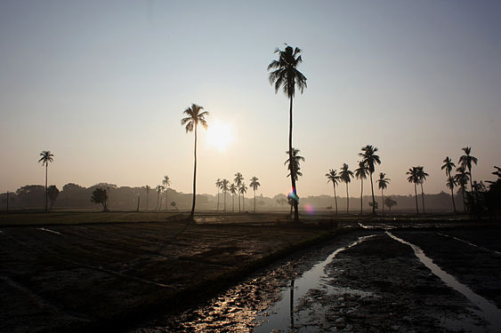 Foggy morning & paddy field in Sri Lanka