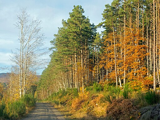 Forestry track above the Black Water - geograph.org.uk - 4241132