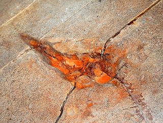 <i>Sarmientichnus</i> Dinosaur footprint